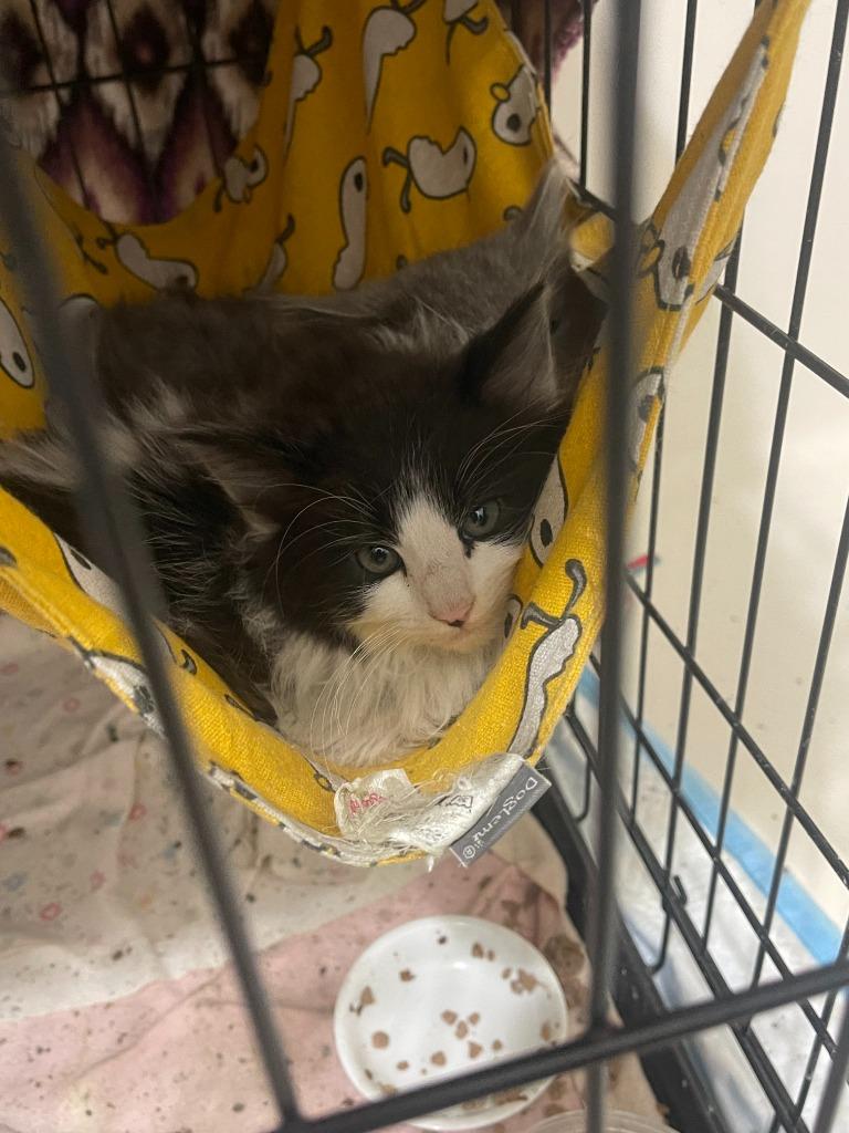 Enlarge Soloman, a Adoptable mixed breed in Palmer, AK image 5/5