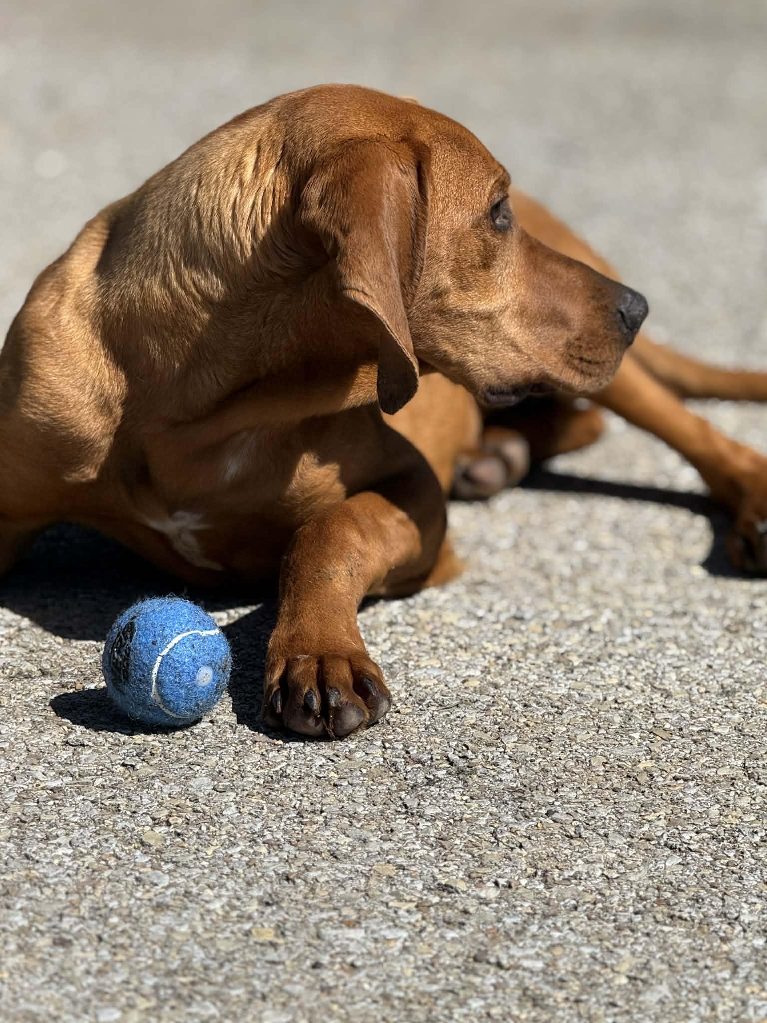 Enlarge Fern, a Adopted Redbone Coonhound in Fayetteville, WV image 1/5