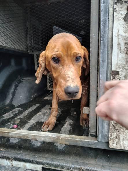 Enlarge Fern, a Adopted Redbone Coonhound in Fayetteville, WV image 2/5