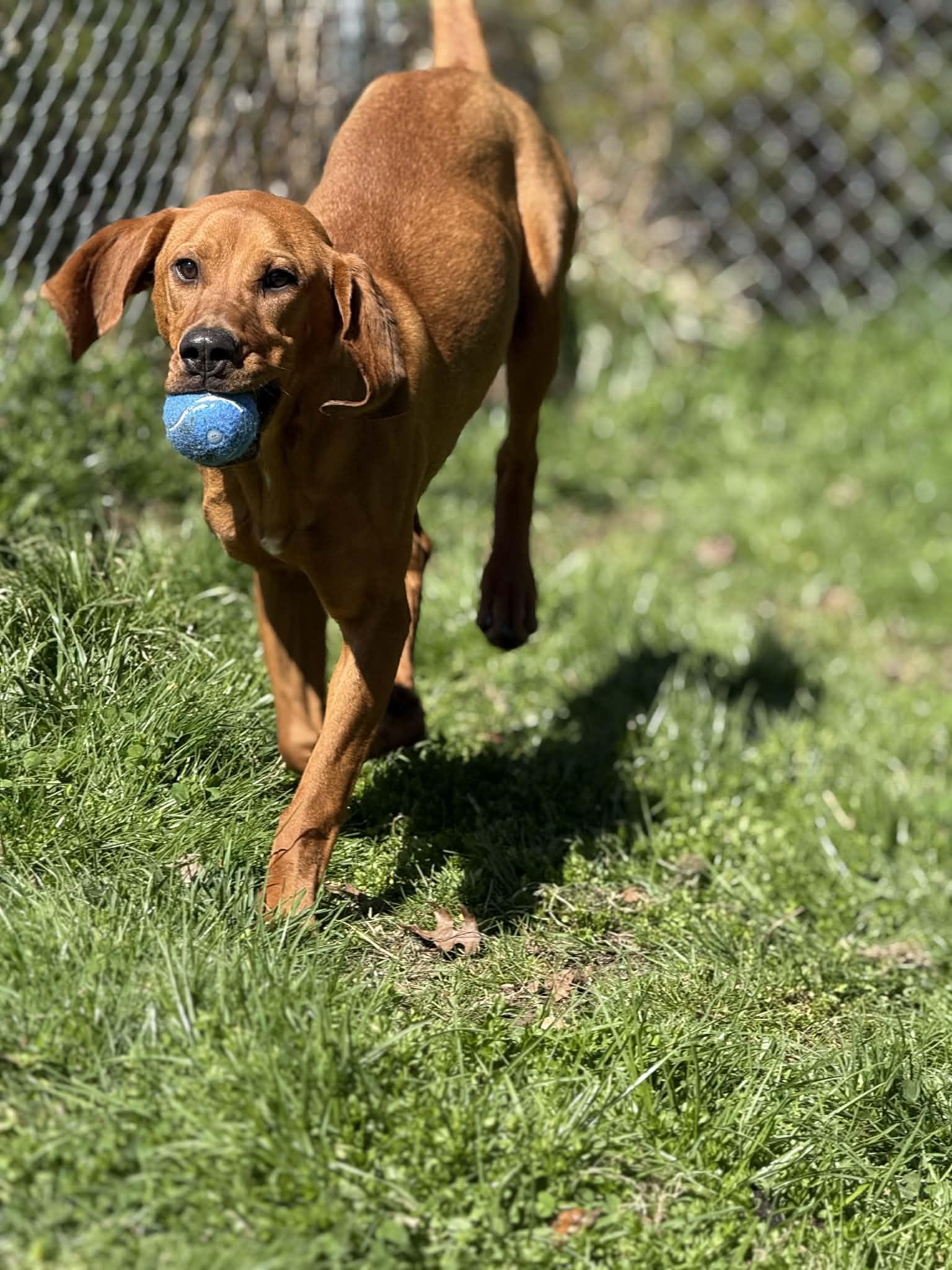Enlarge Fern, a Adopted Redbone Coonhound in Fayetteville, WV image 3/5