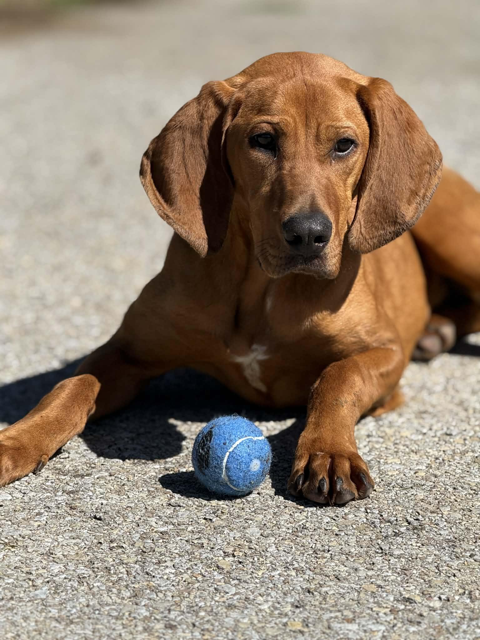 Enlarge Fern, a Adopted Redbone Coonhound in Fayetteville, WV image 4/5