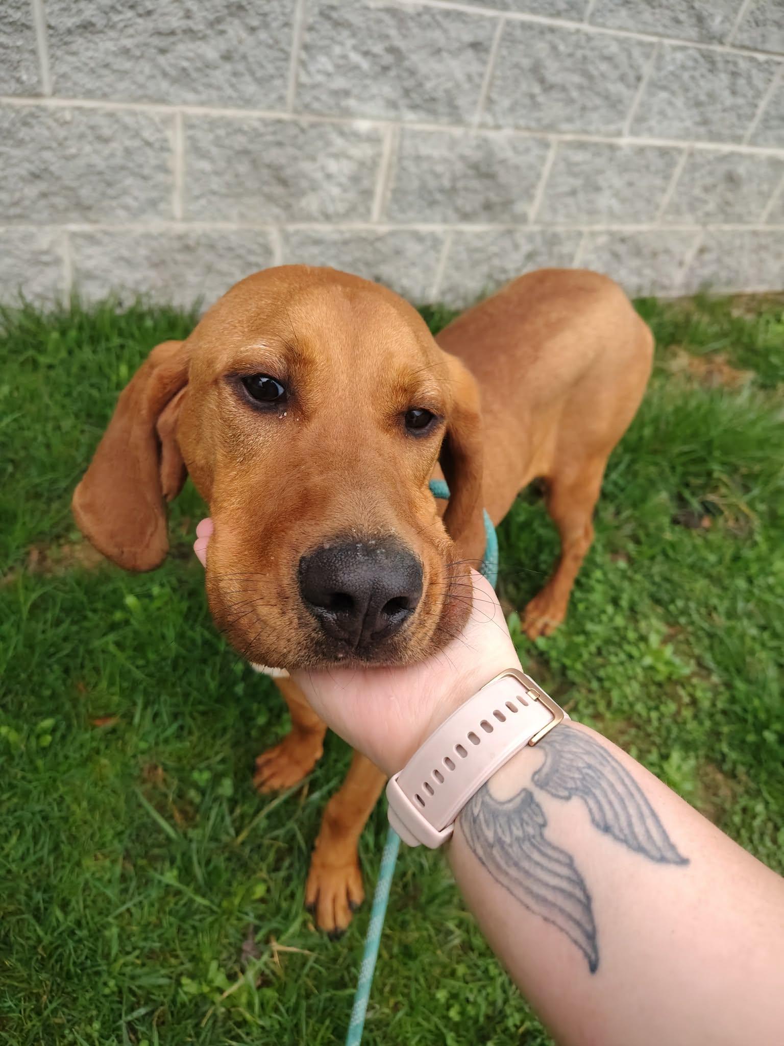Enlarge Fern, a Adopted Redbone Coonhound in Fayetteville, WV image 5/5