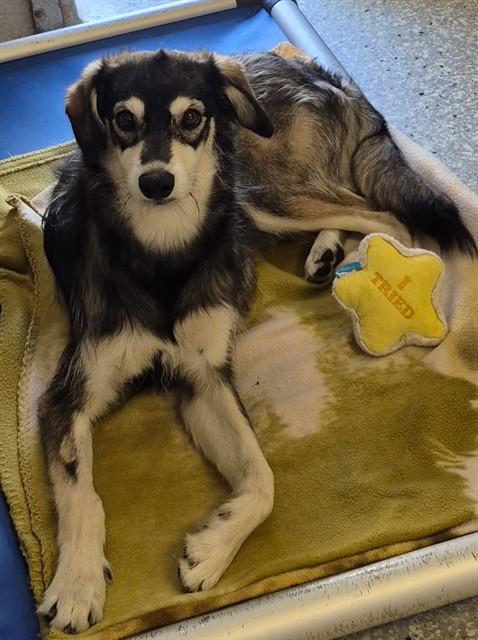 ROXY MAE, Adoptable, Young Female Whippet & Siberian Husky.