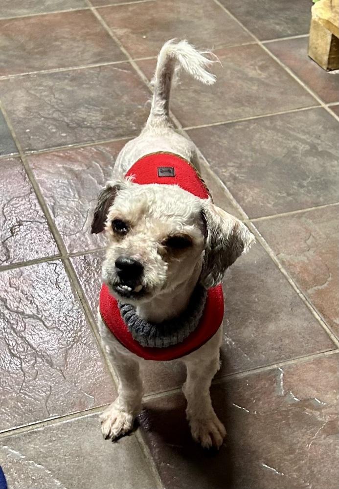 Alek, Adoptable, Adult Male Poodle.