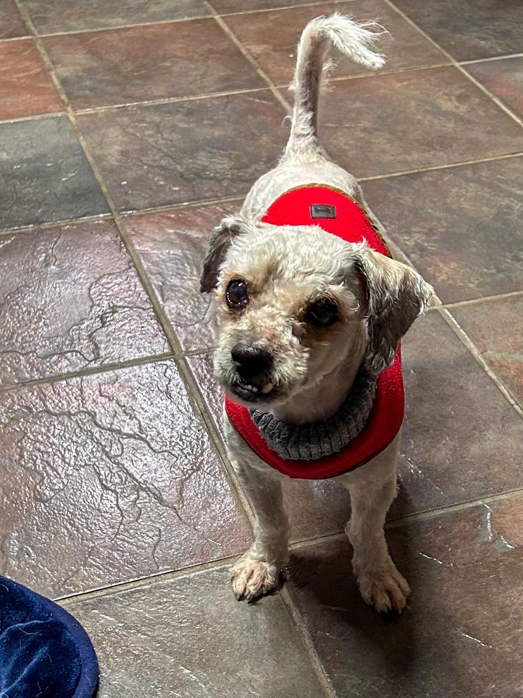 Alek, a Adoptable Poodle in TUCSON, AZ image 2/3
