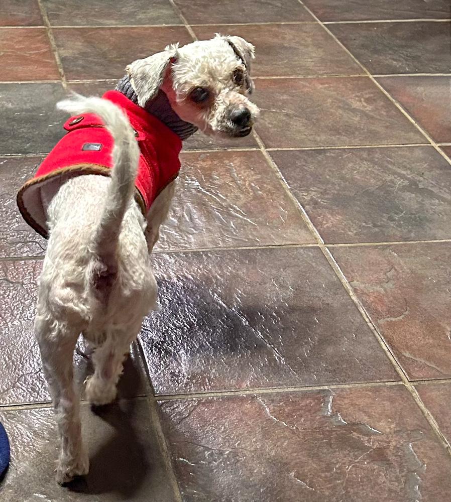 Alek, a Adoptable Poodle in TUCSON, AZ image 3/3