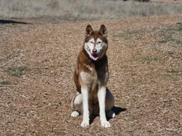 Enlarge KOTA, a Adoptable Husky in Santa Fe, NM image 1/1