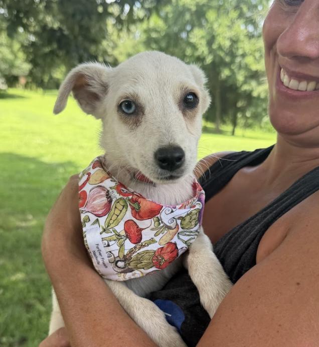 Enlarge Tortilla, a Adoptable Mixed Breed in Franklin, TN image 4/6