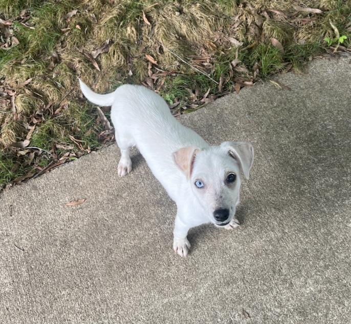 Enlarge Tortilla, a Adoptable Mixed Breed in Franklin, TN image 6/6