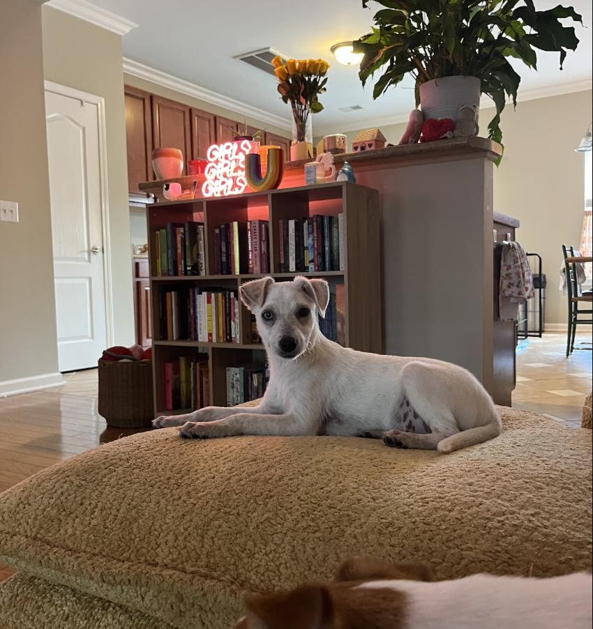 Enlarge Tortilla, a Adoptable Mixed Breed in Franklin, TN image 3/6