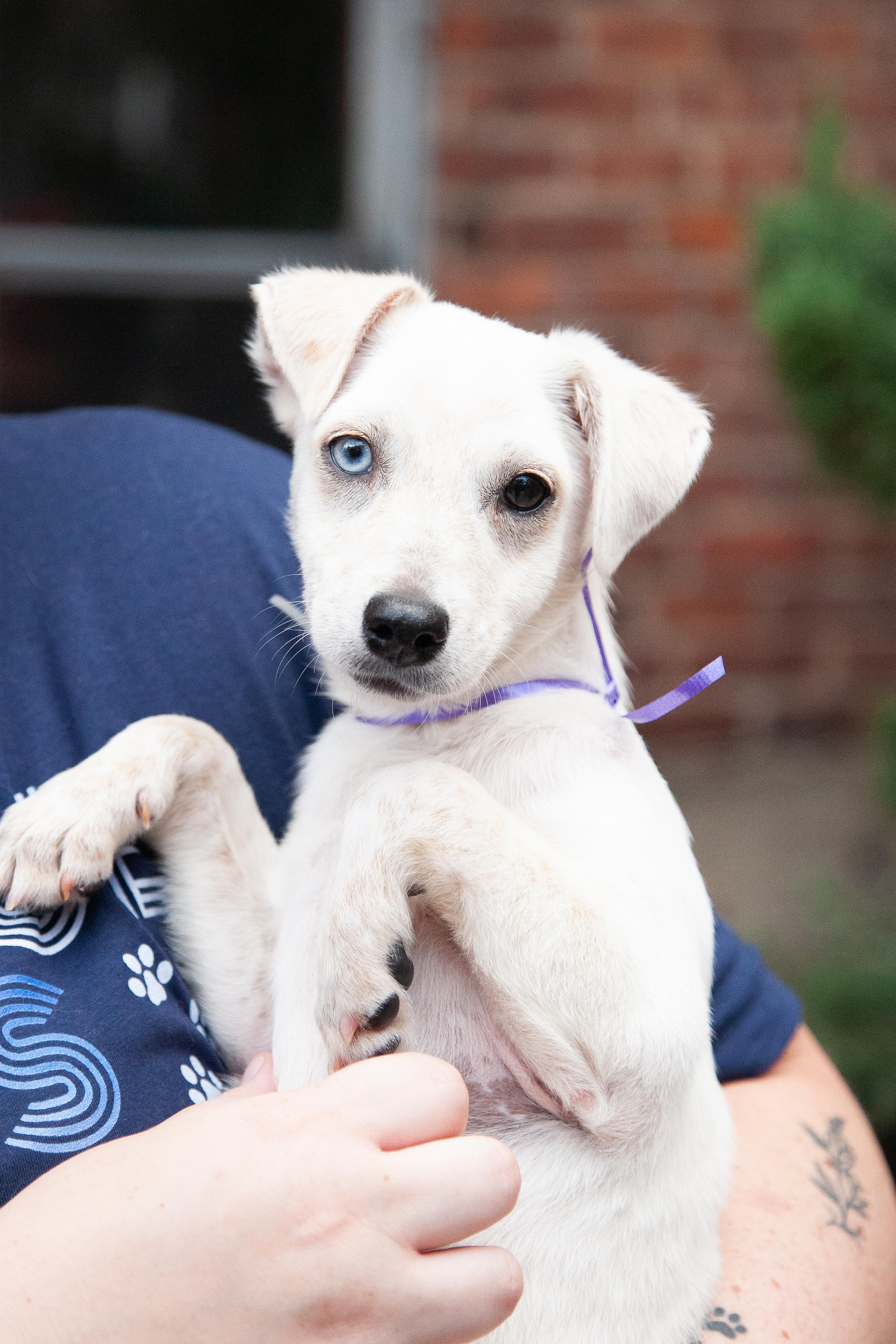 Enlarge Tortilla, a Adoptable Mixed Breed in Franklin, TN image 2/6