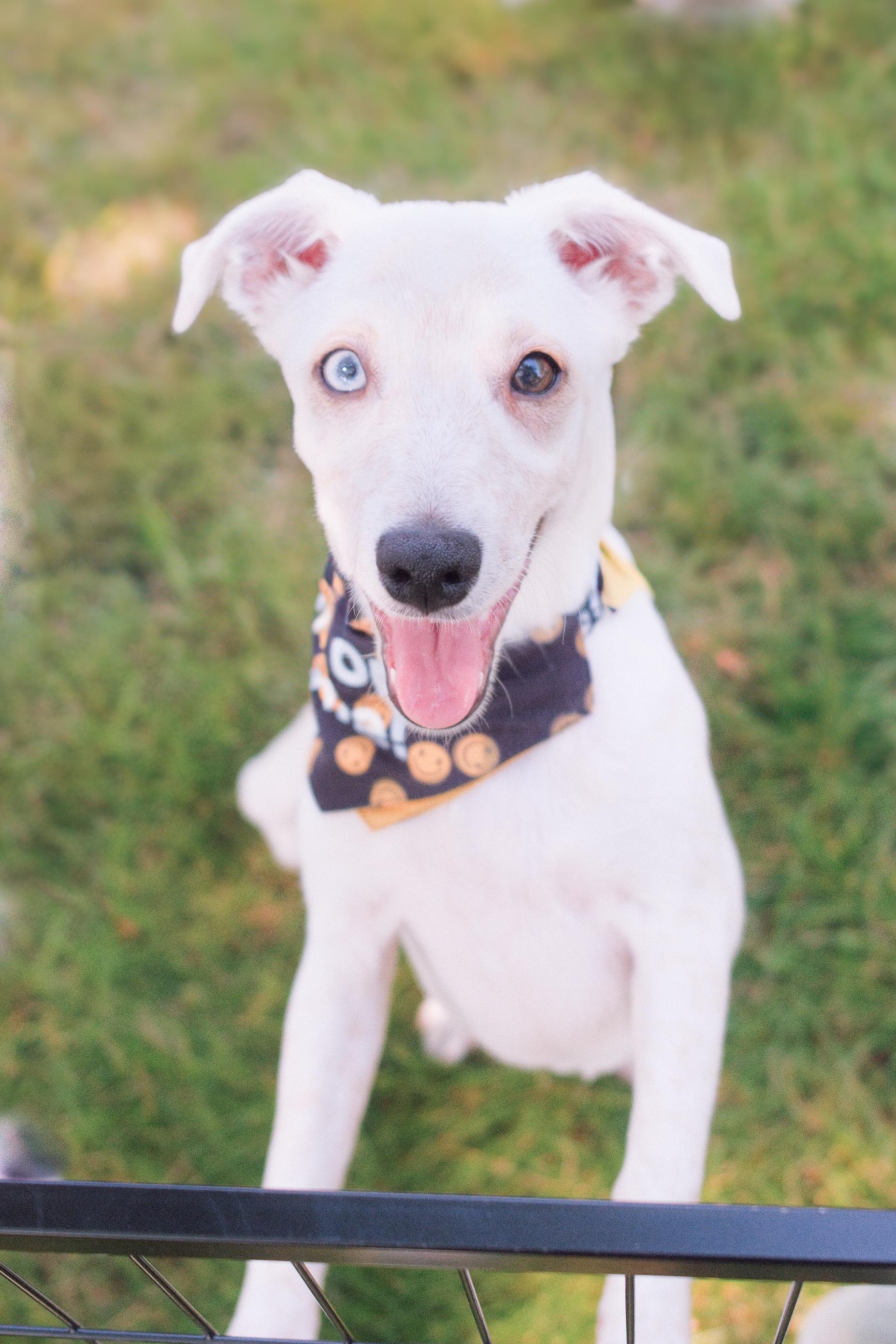 Tortilla, Adoptable, Puppy Female Mixed Breed.