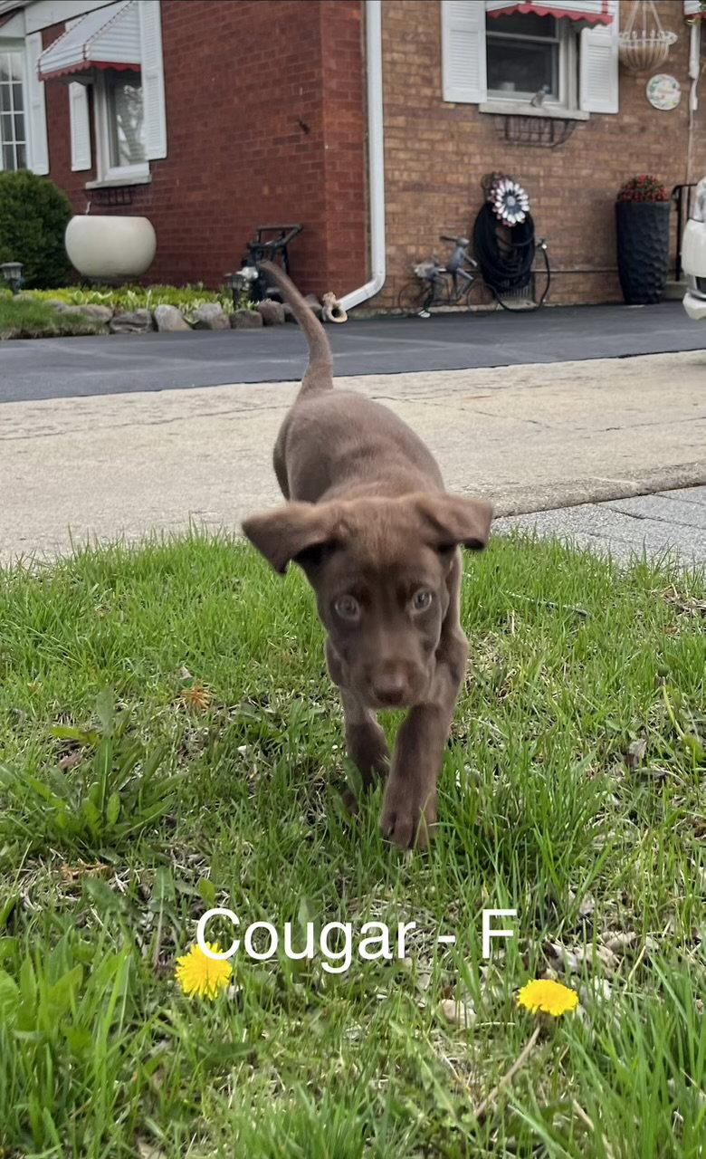 Cougar, Adoptable, Puppy Female Australian Shepherd.