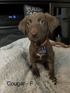 Enlarge Cougar, a Adoptable Australian Shepherd in Hillside, IL image 2/3