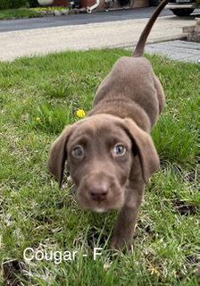 Enlarge Cougar, a Adoptable Australian Shepherd in Hillside, IL image 3/3