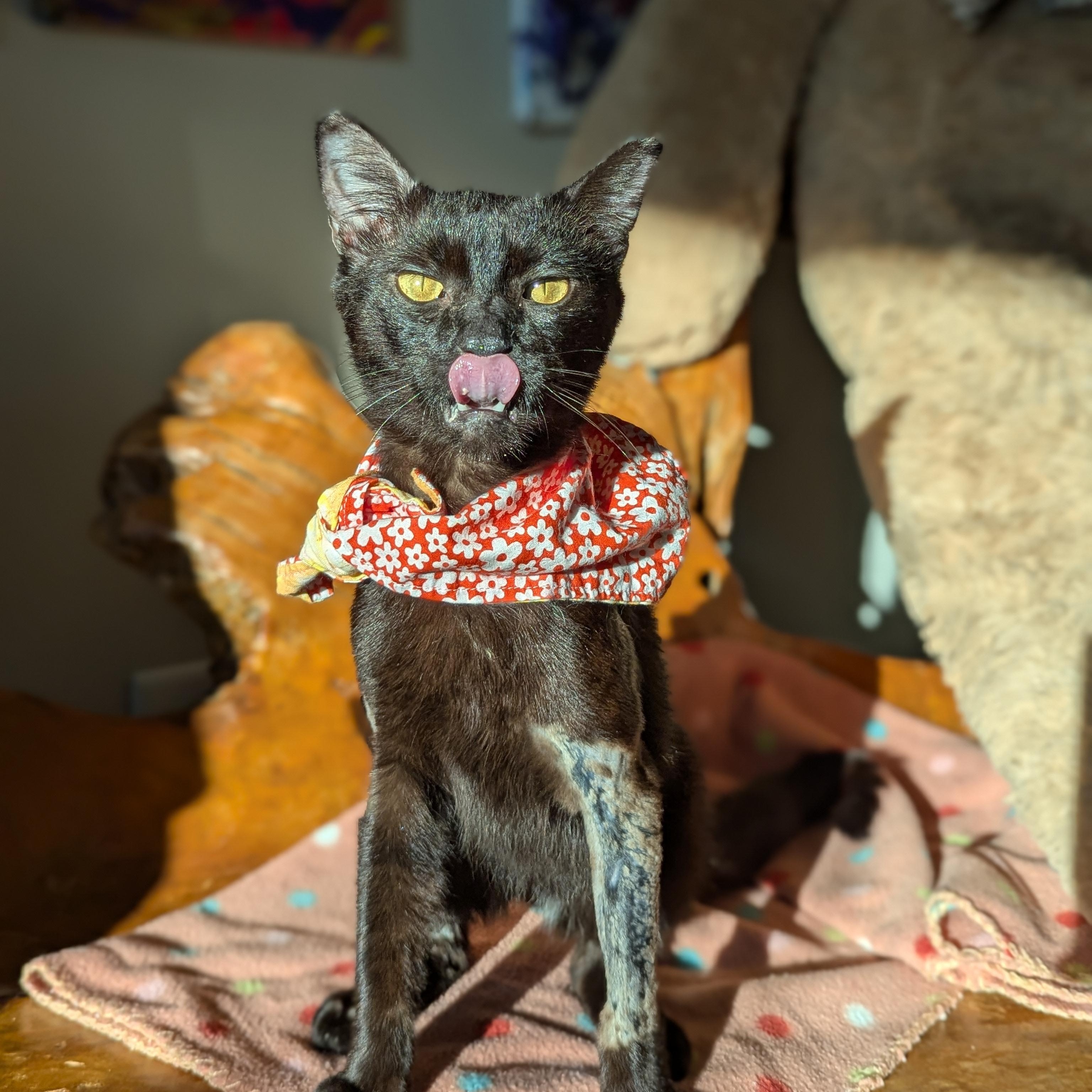 Enlarge Miso (FelV plus Pure Sugar Kitty), a Adoptable Domestic Short Hair in Atlanta, GA image 2/6
