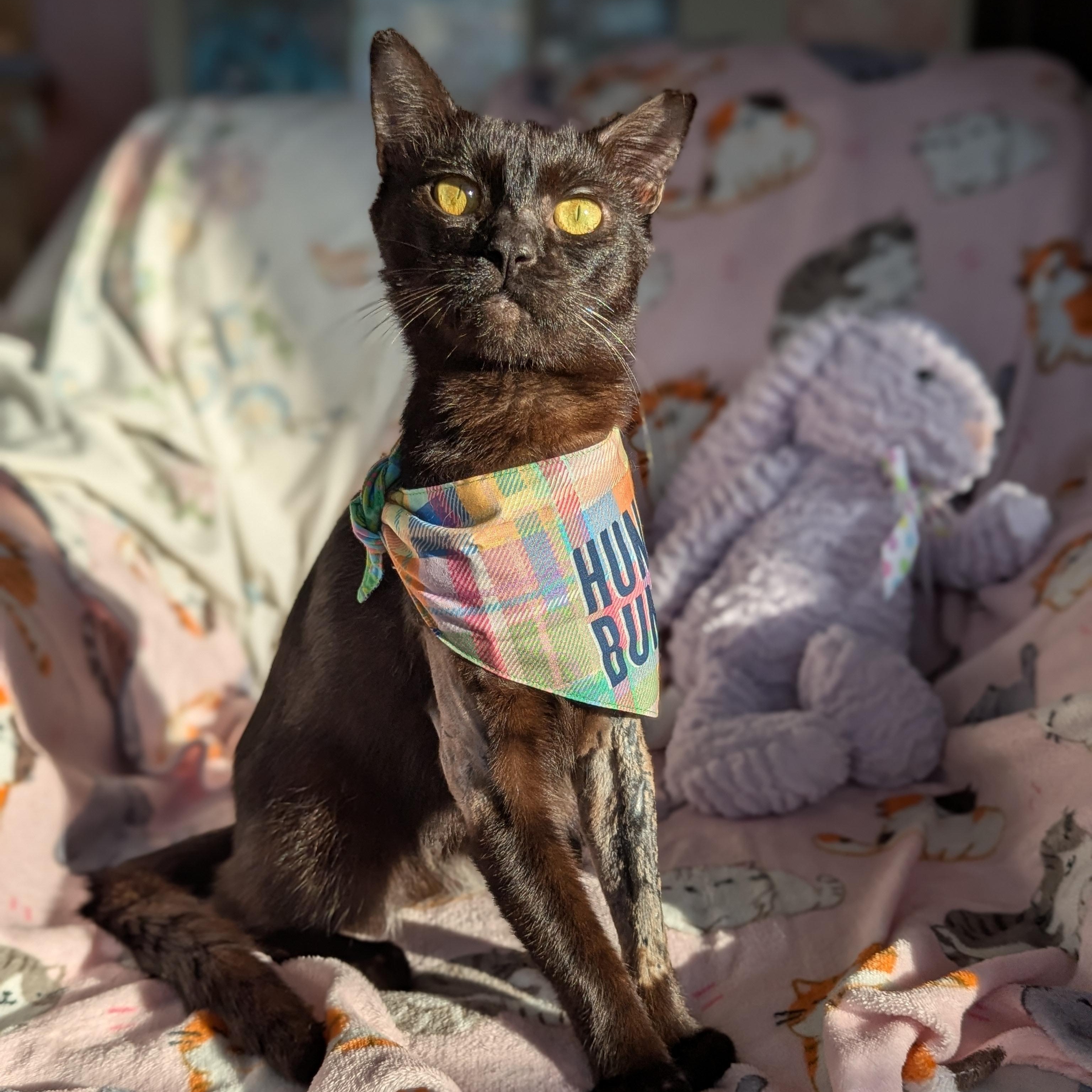 Miso (FelV plus Pure Sugar Kitty), Adoptable, Young Male Domestic Short Hair.