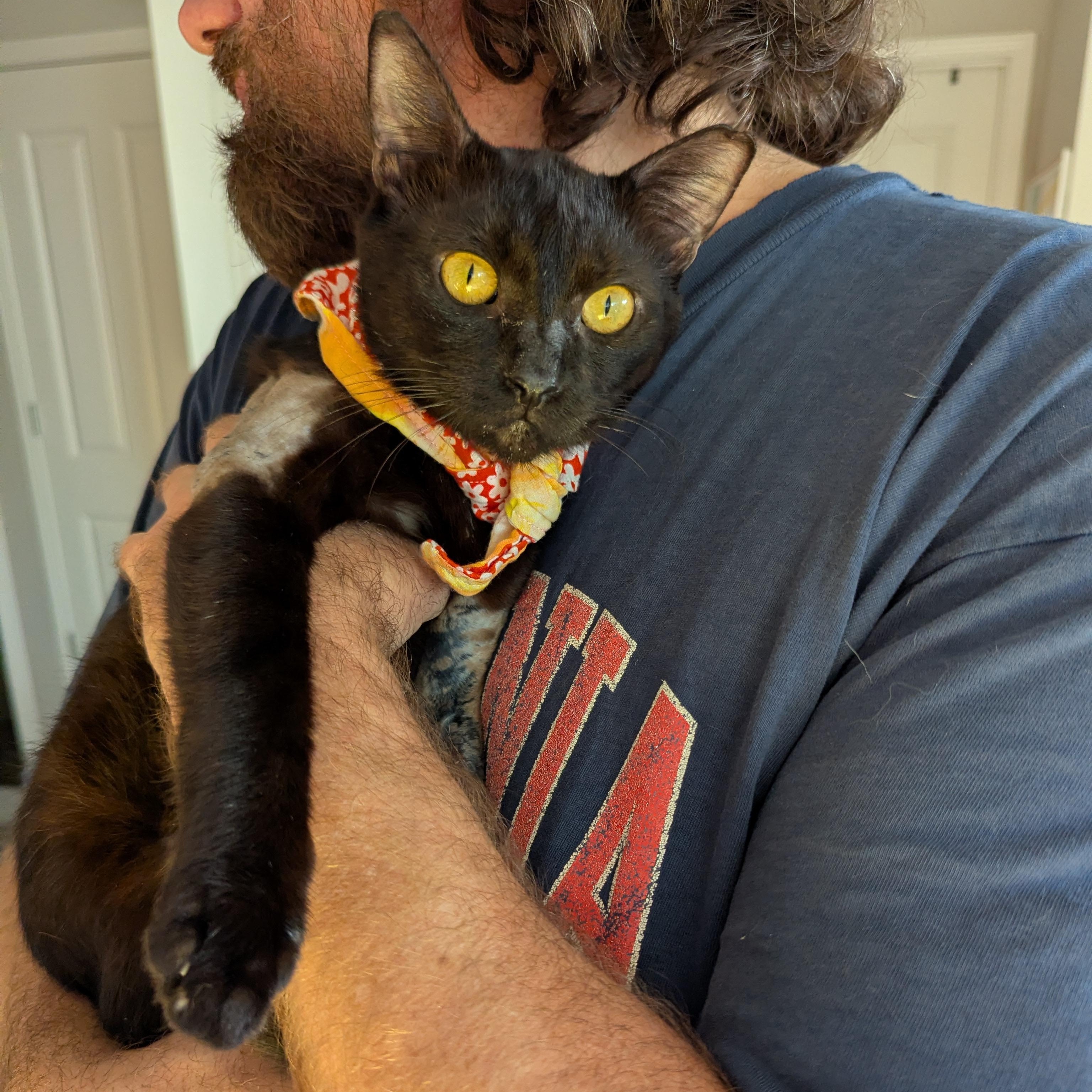 Enlarge Miso (FelV plus Pure Sugar Kitty), a Adoptable Domestic Short Hair in Atlanta, GA image 4/6