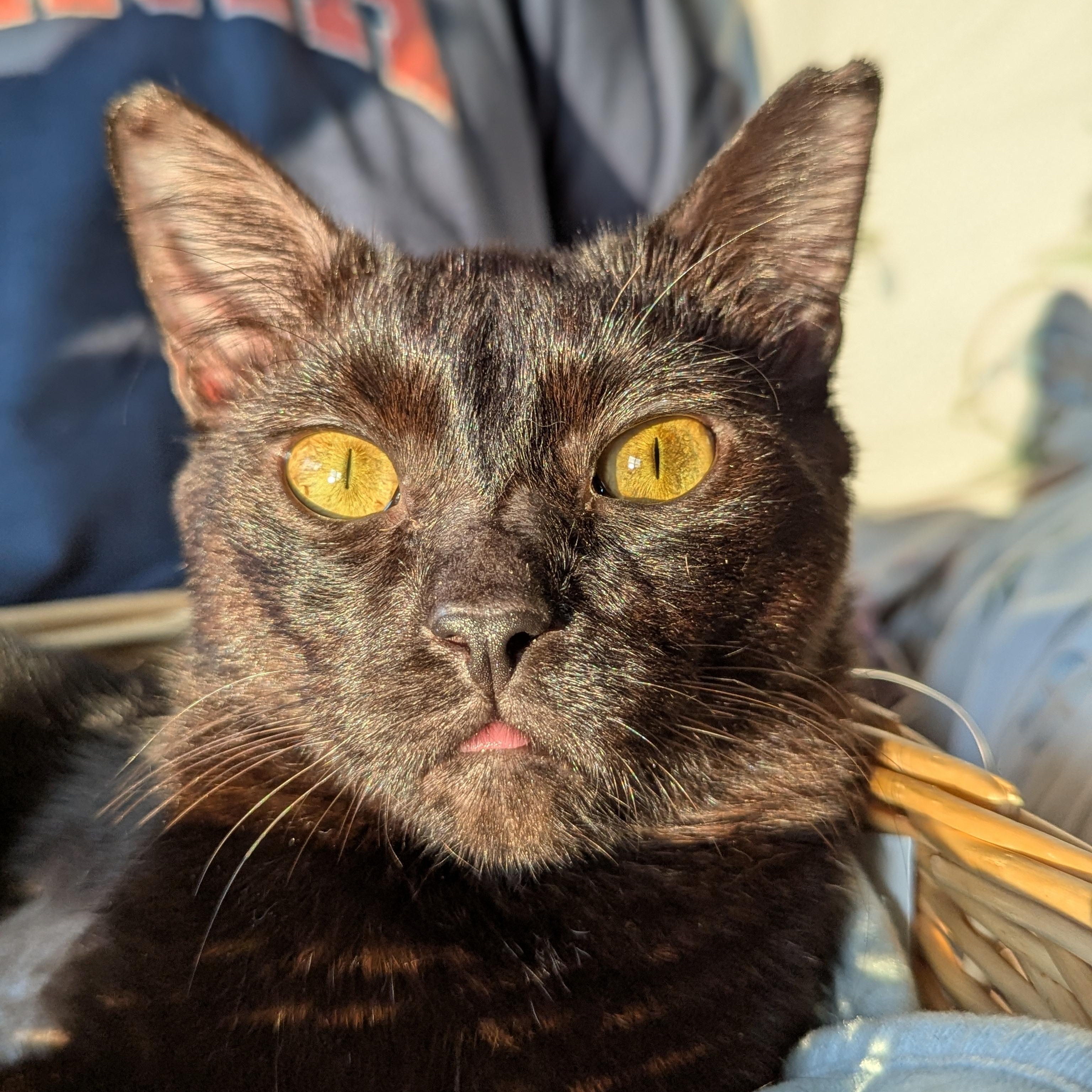 Enlarge Miso (FelV plus Pure Sugar Kitty), a Adoptable Domestic Short Hair in Atlanta, GA image 3/6