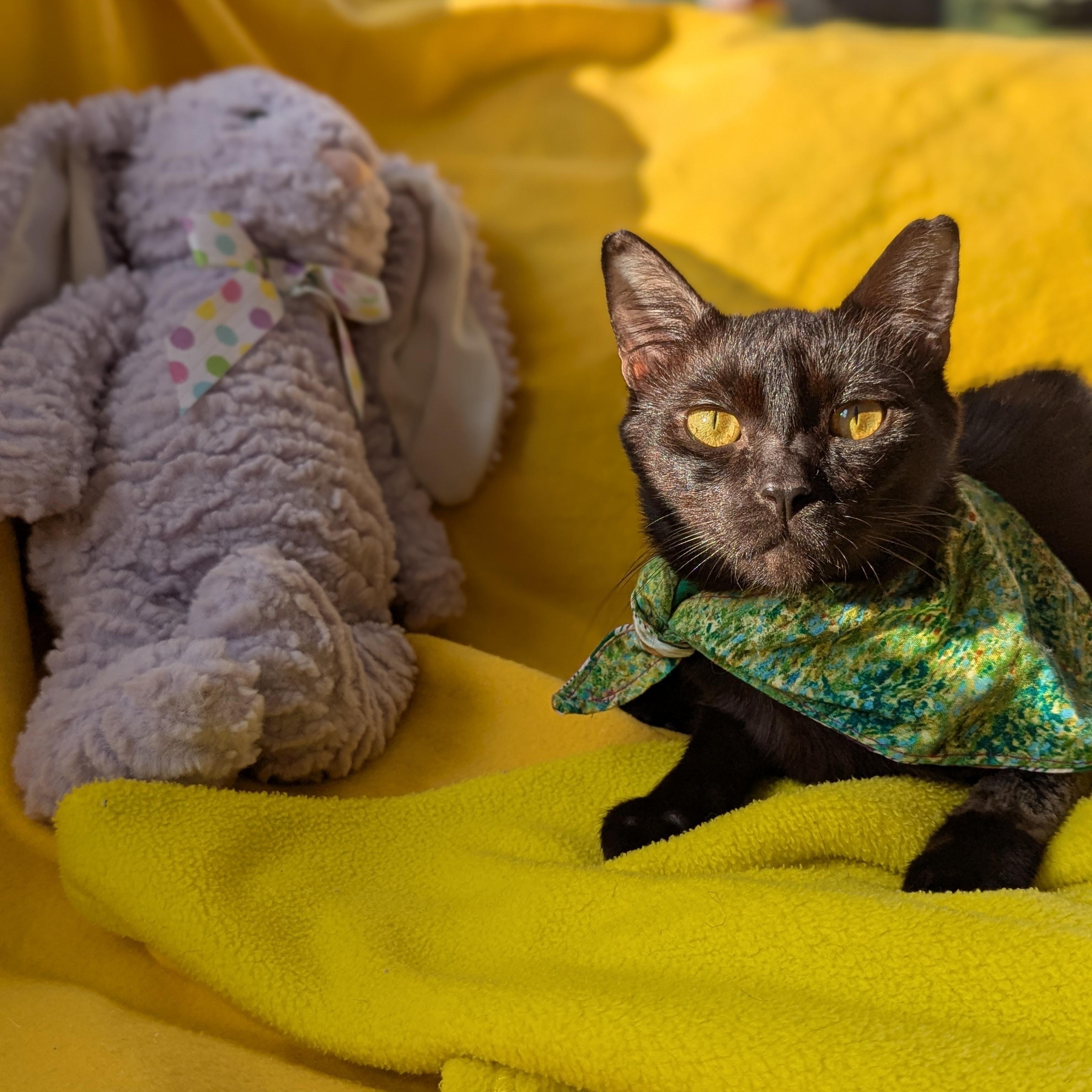 Enlarge Miso (FelV plus Pure Sugar Kitty), a Adoptable Domestic Short Hair in Atlanta, GA image 5/6