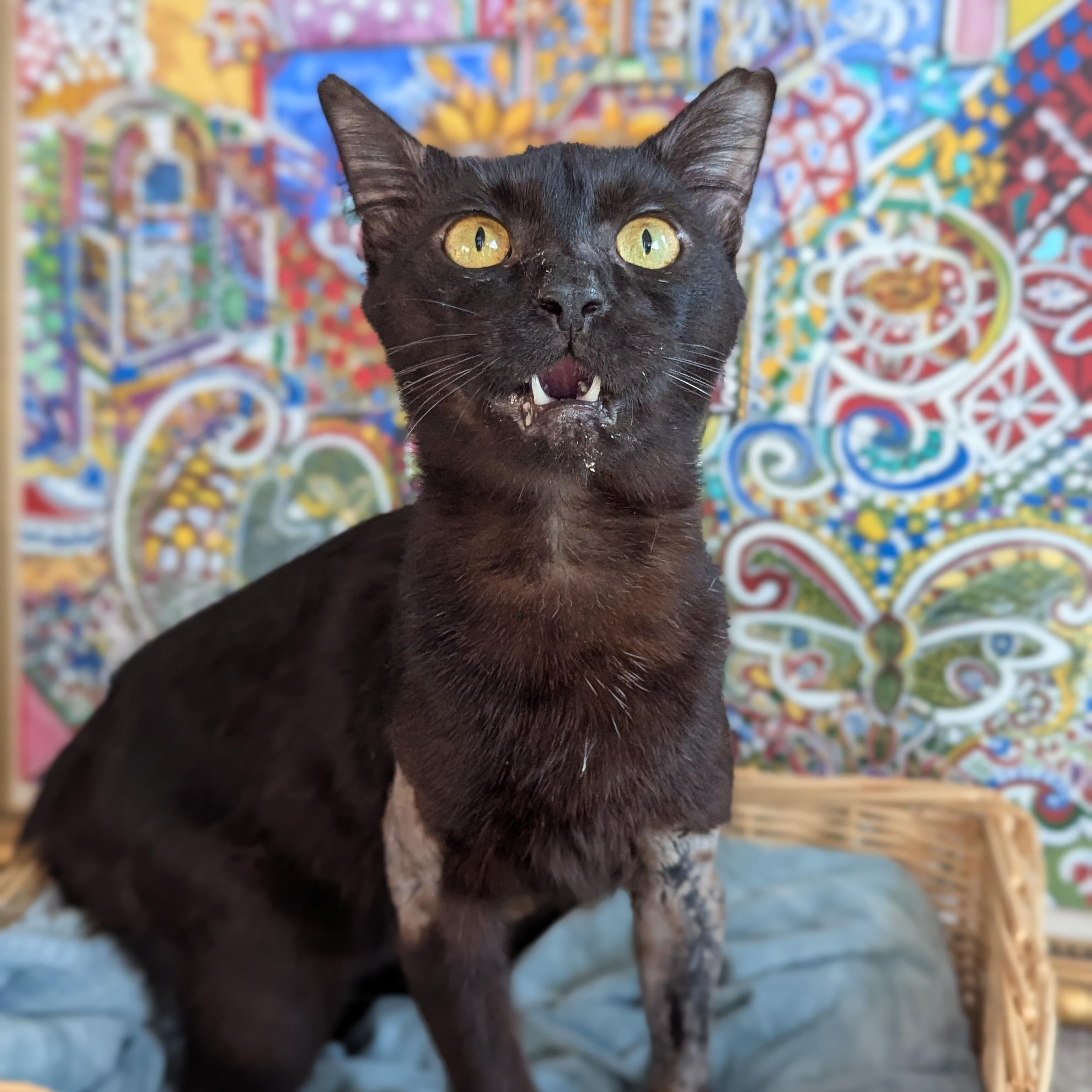 Enlarge Miso (FelV plus Pure Sugar Kitty), a Adoptable Domestic Short Hair in Atlanta, GA image 6/6