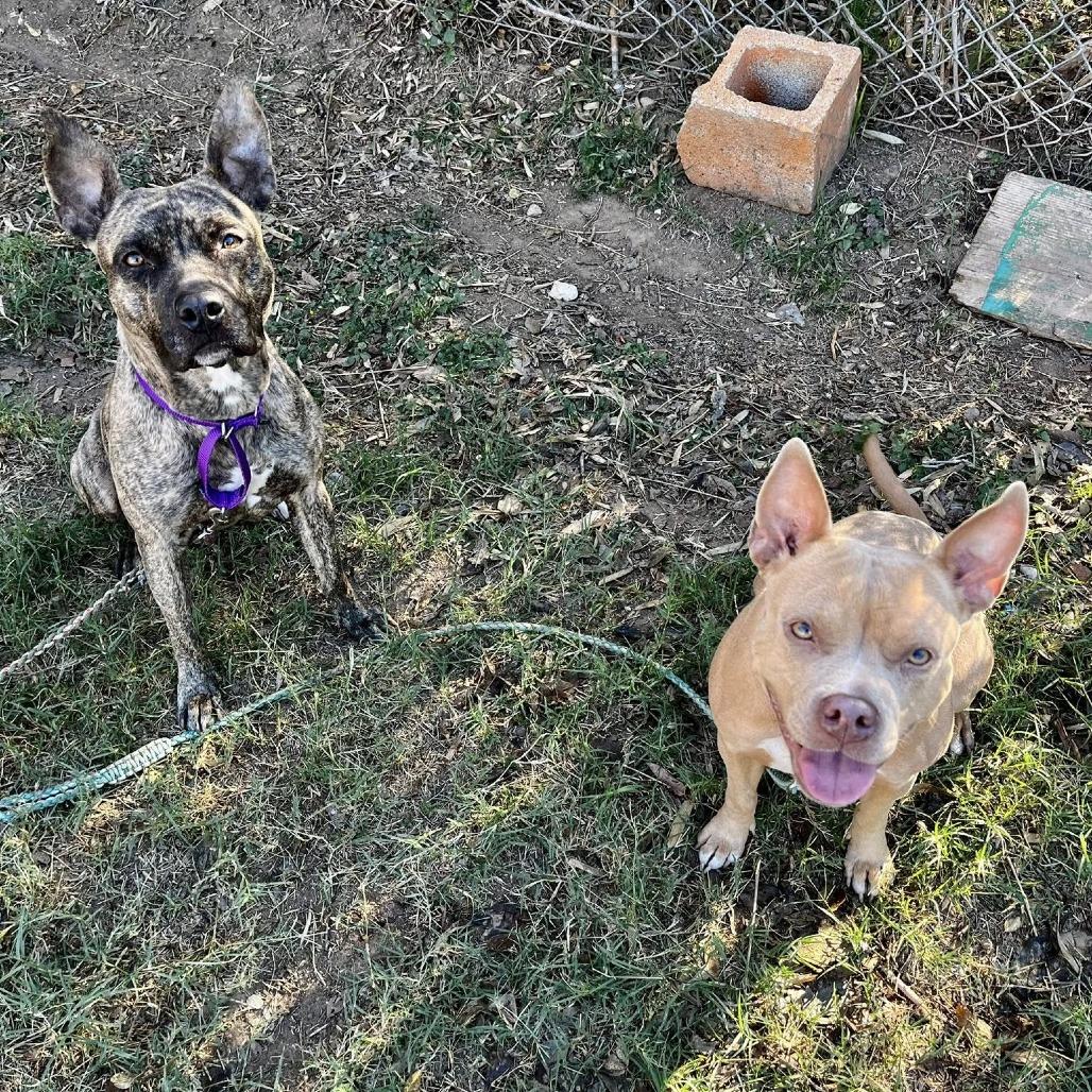 Piggy — thumbnail 2