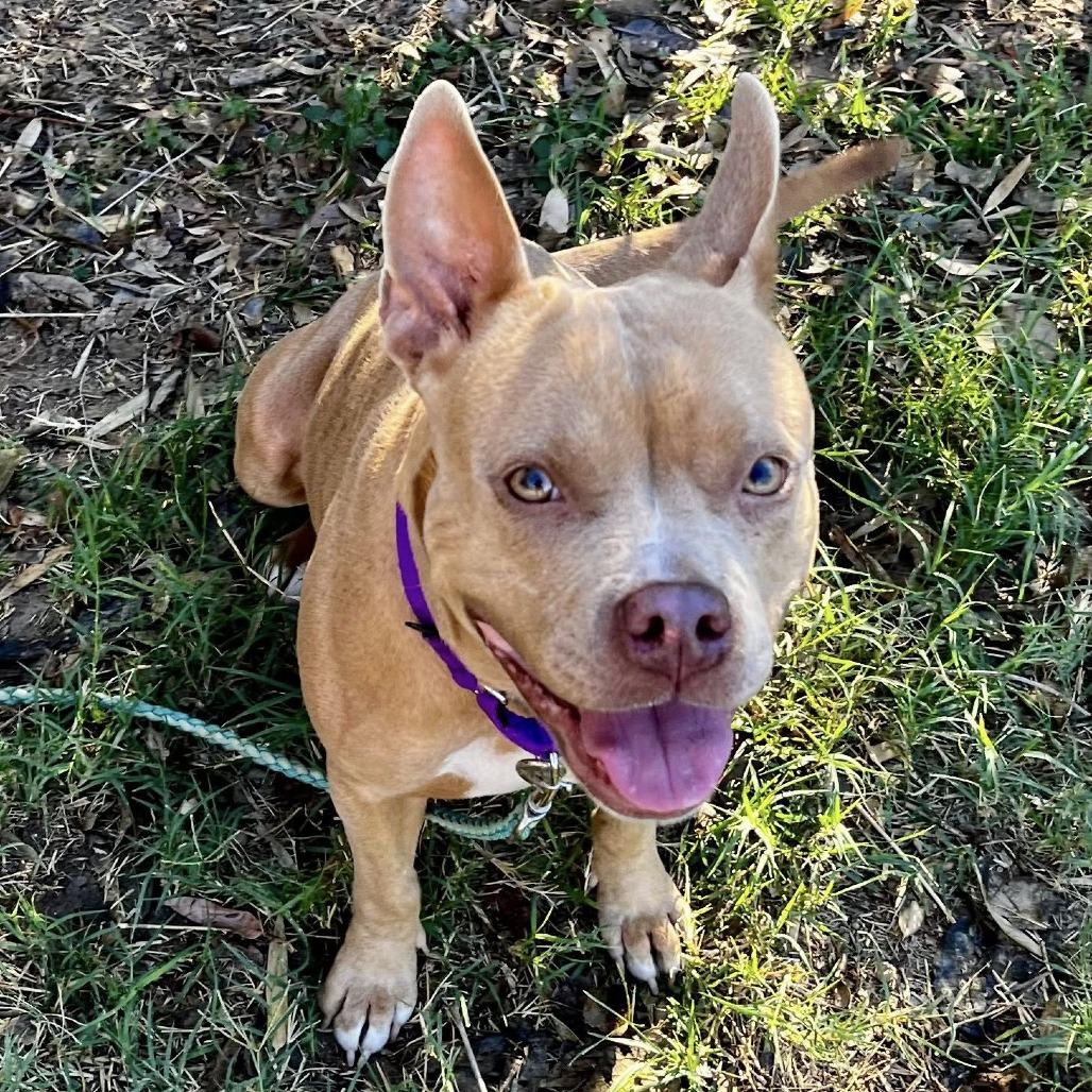 Piggy — thumbnail 3