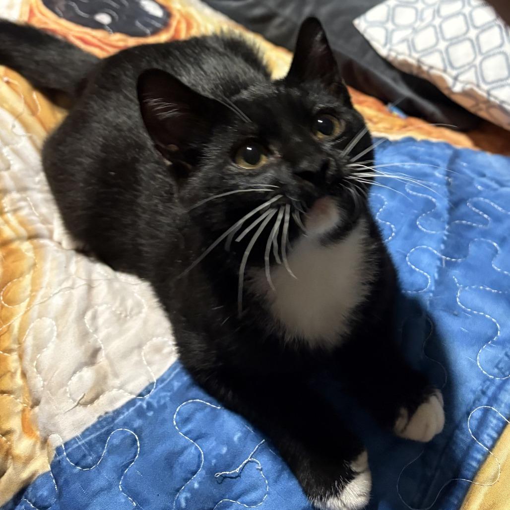Enlarge Klint, a Adoptable Domestic Short Hair in Saugerties, NY image 1/1