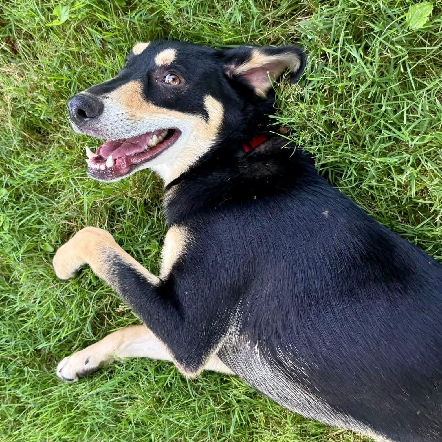 Enlarge Breadstick, a Adoptable Mixed Breed in Wheelersburg, OH image 6/6