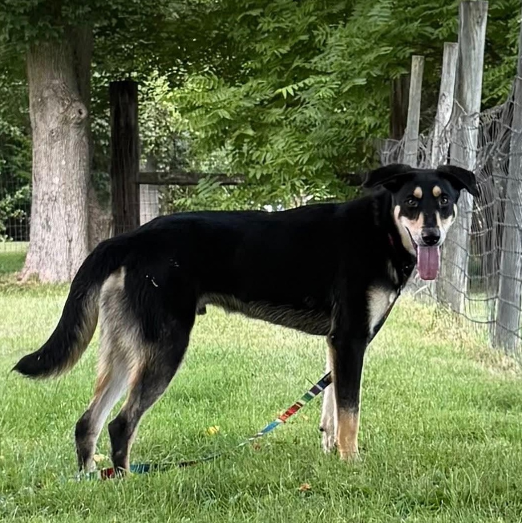Enlarge Breadstick, a Adoptable Mixed Breed in Wheelersburg, OH image 2/6