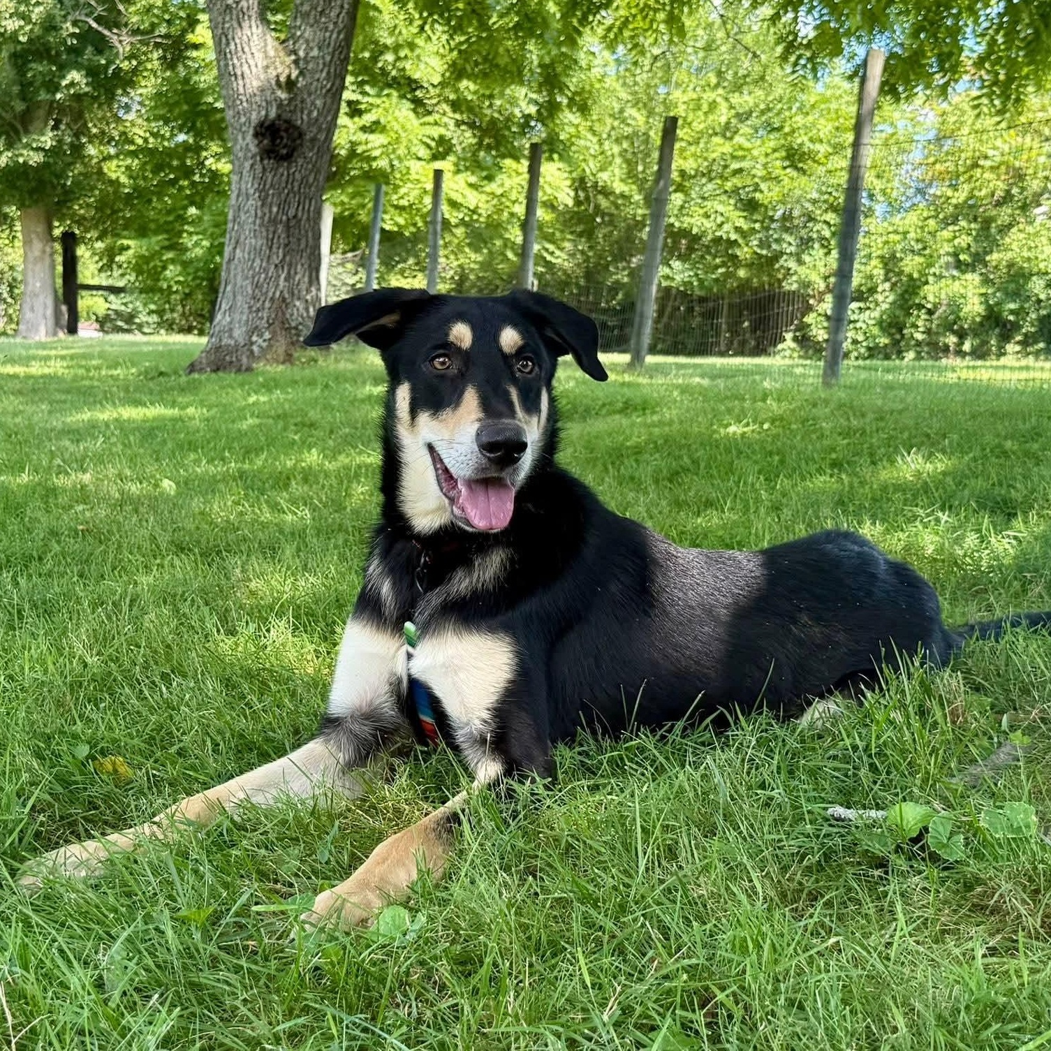 Breadstick, Adoptable, Adult Male Mixed Breed.
