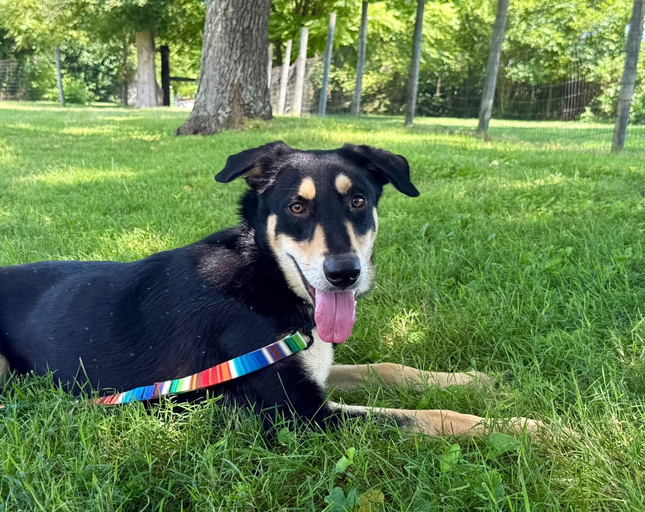 Enlarge Breadstick, a Adoptable Mixed Breed in Wheelersburg, OH image 5/6