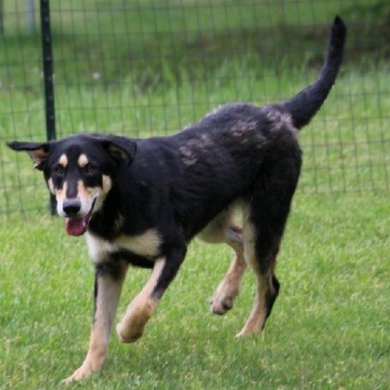 Enlarge Breadstick, a Adoptable Mixed Breed in Wheelersburg, OH image 3/6