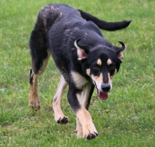 Enlarge Breadstick, a Adoptable Mixed Breed in Wheelersburg, OH image 4/6