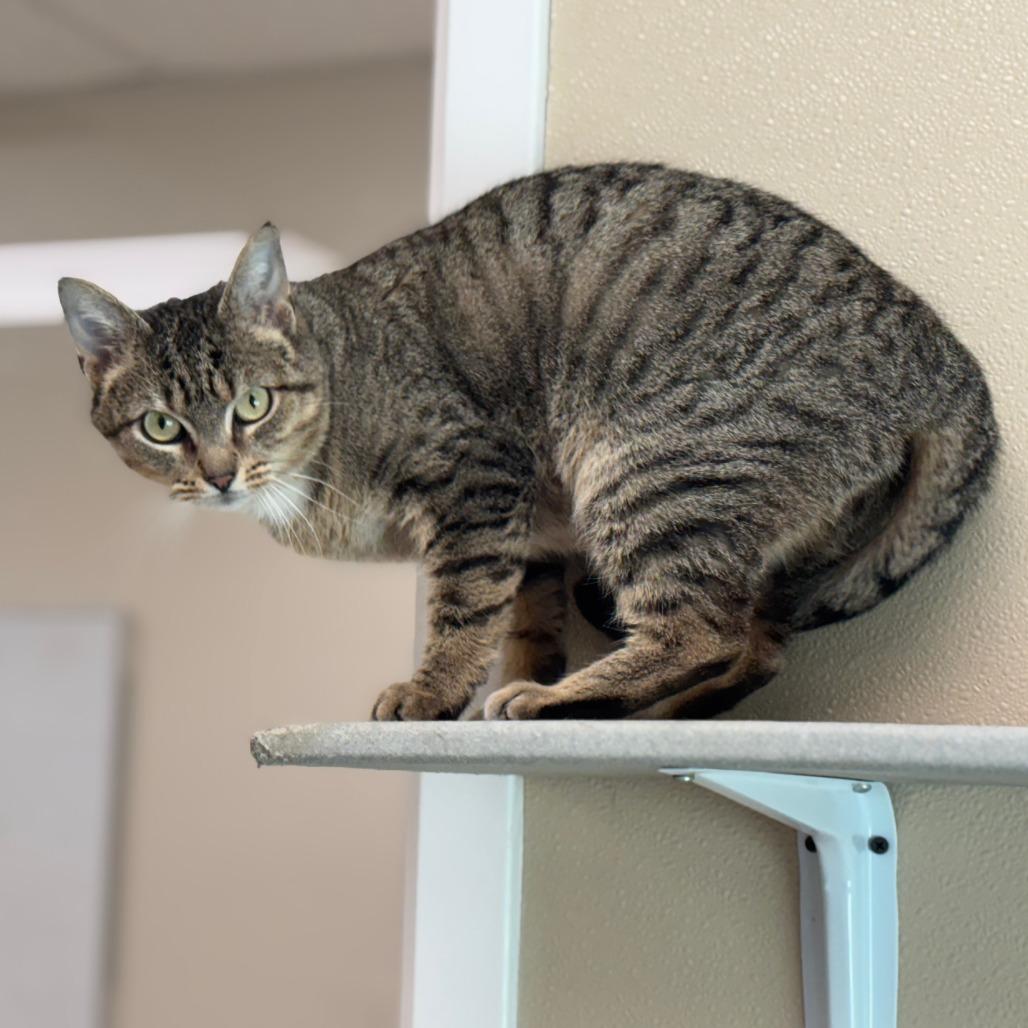 Enlarge Meatball, a Adoptable Domestic Short Hair in Mebane, NC image 2/6