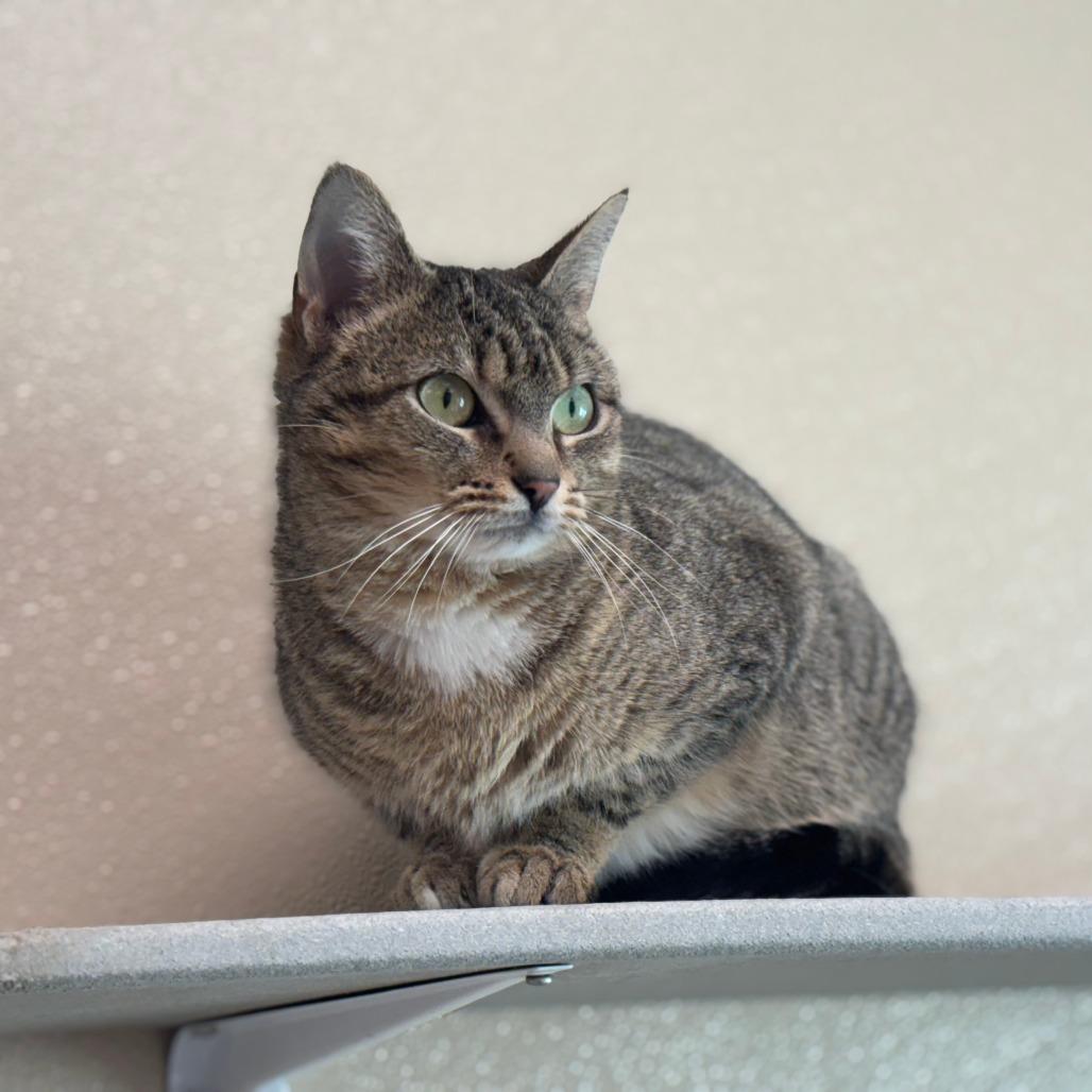 Enlarge Meatball, a Adoptable Domestic Short Hair in Mebane, NC image 3/6