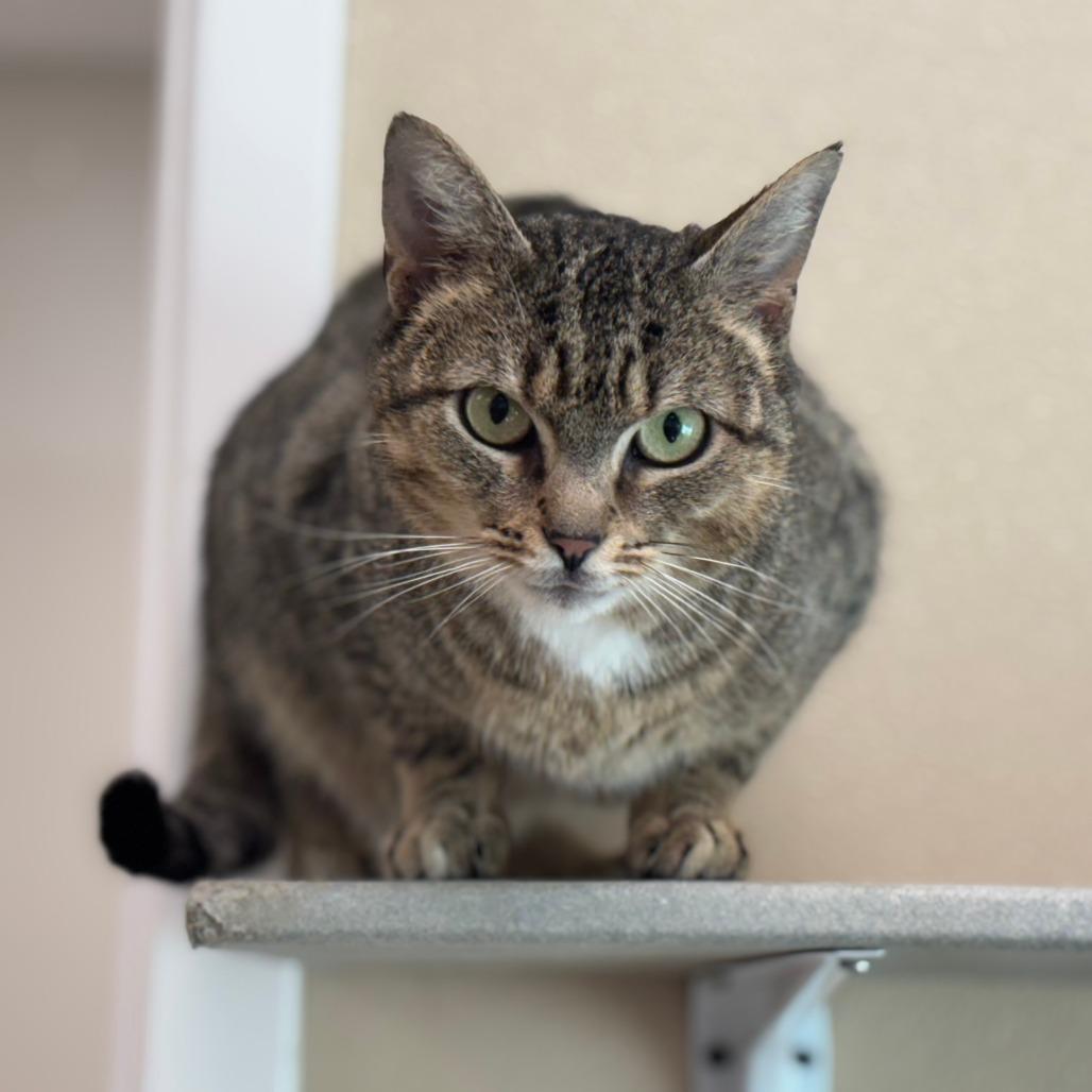 Enlarge Meatball, a Adoptable Domestic Short Hair in Mebane, NC image 4/6