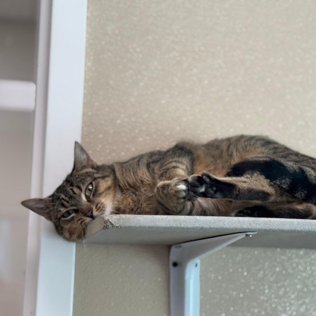 Enlarge Meatball, a Adoptable Domestic Short Hair in Mebane, NC image 5/6