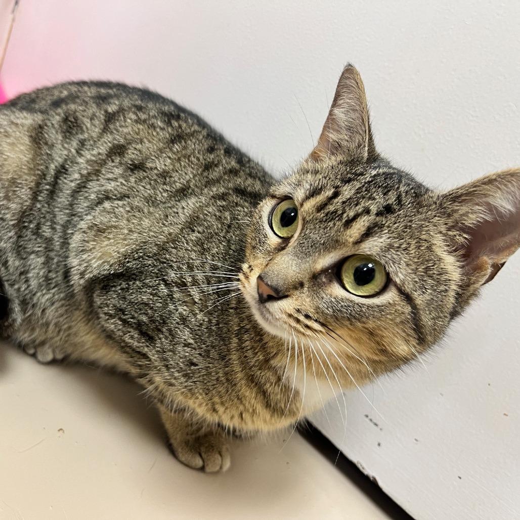 Enlarge Meatball, a Adoptable Domestic Short Hair in Mebane, NC image 6/6