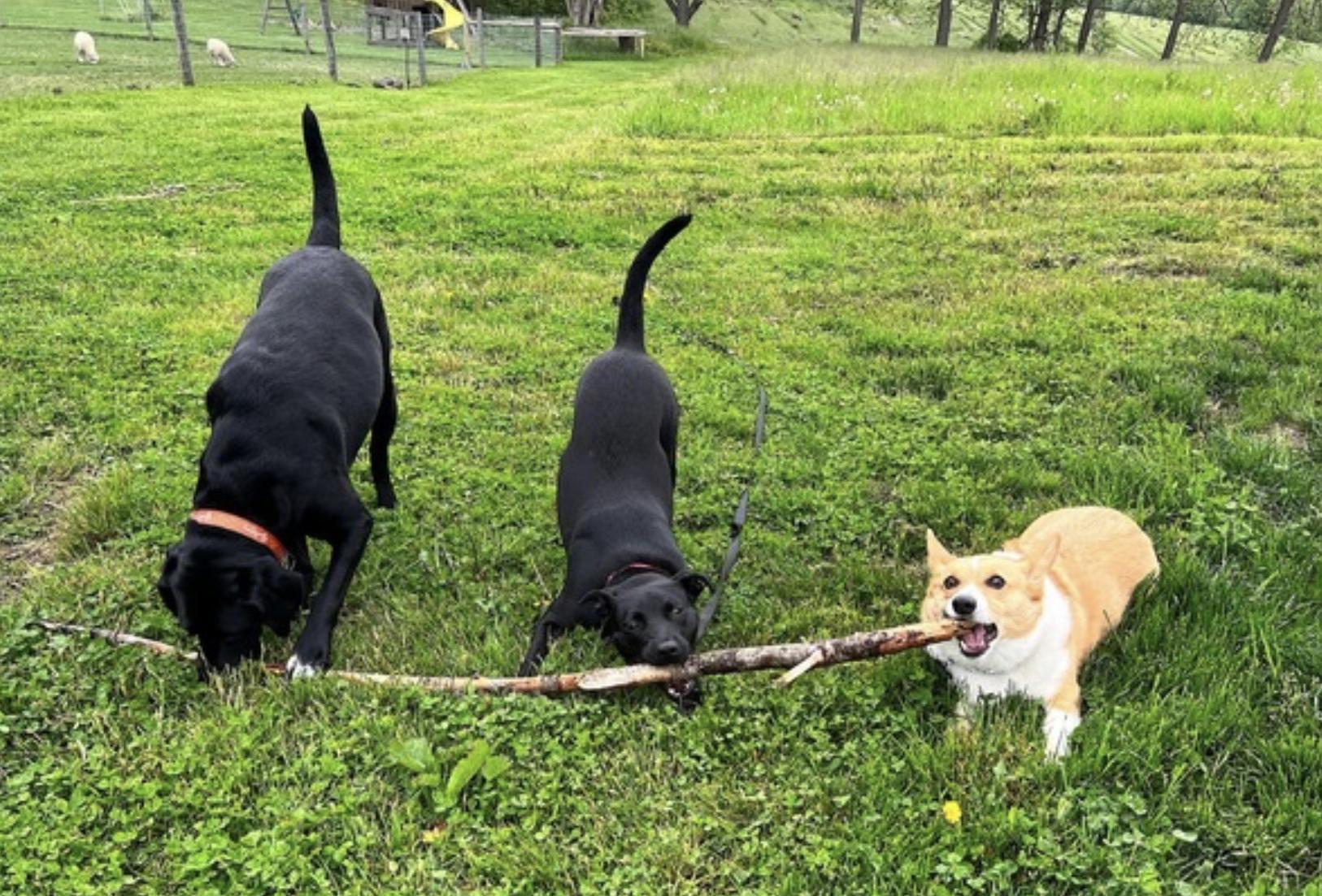 Riley — thumbnail 2