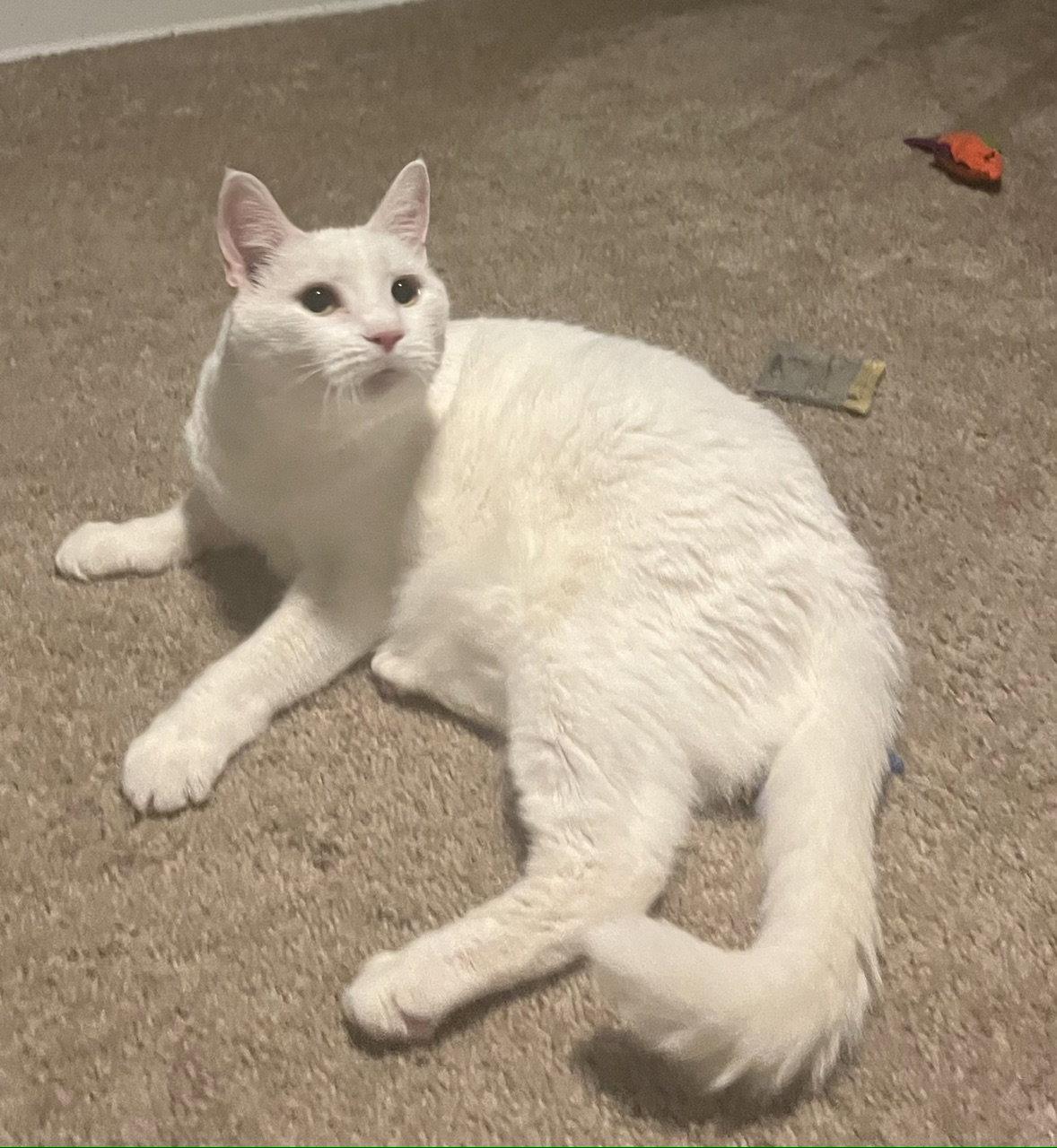 Sam, Adoptable, Senior Male Domestic Short Hair.