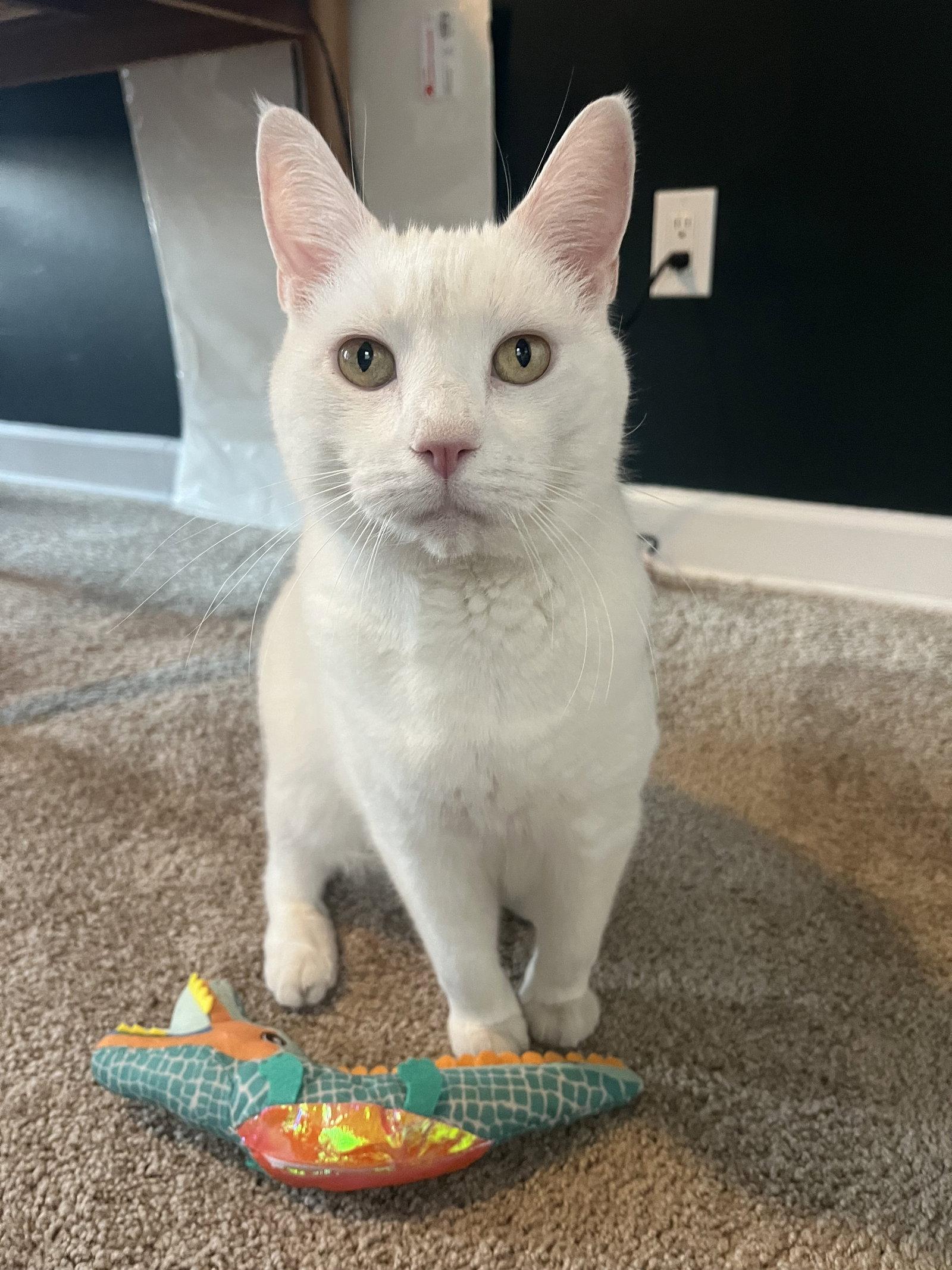 Sam, Adoptable, Senior Male Domestic Short Hair.