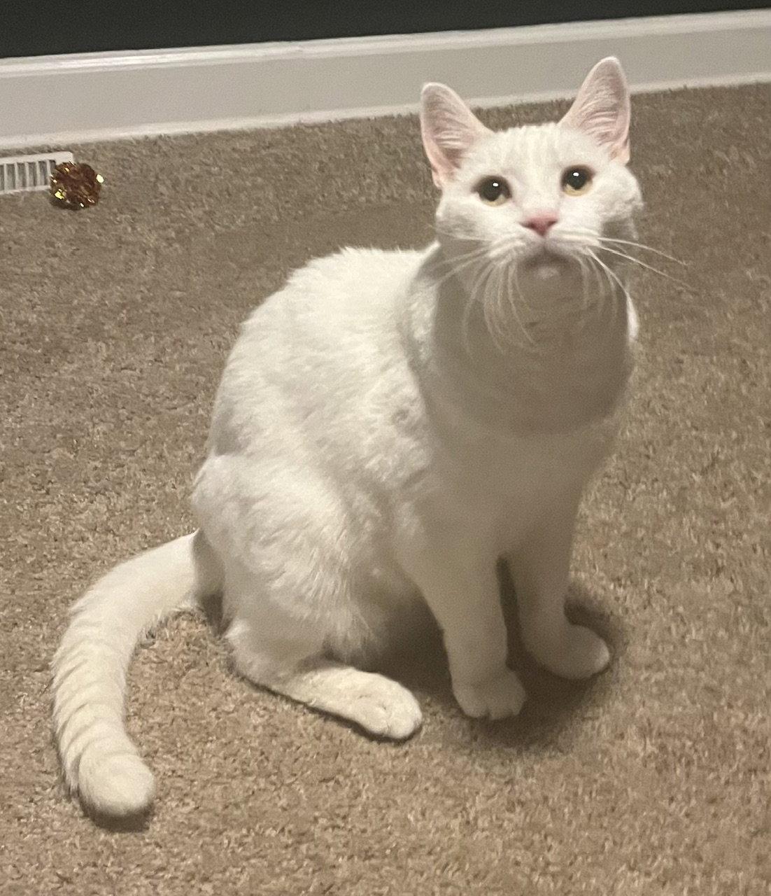 Enlarge Sam, a Adoptable Domestic Short Hair in Lutherville, MD image 3/3