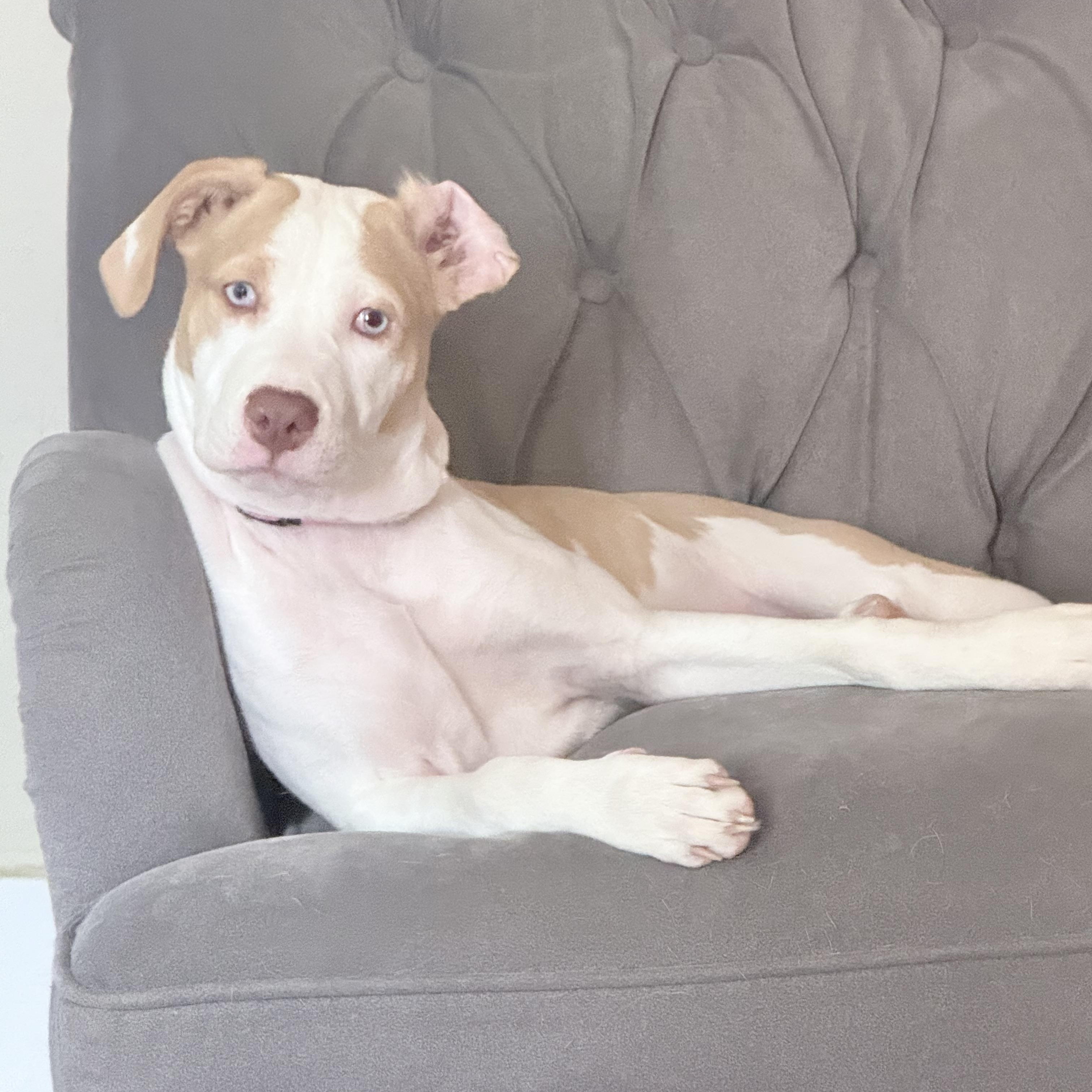 Muchi, a Adoptable mixed breed in Chicago , IL image 5/6