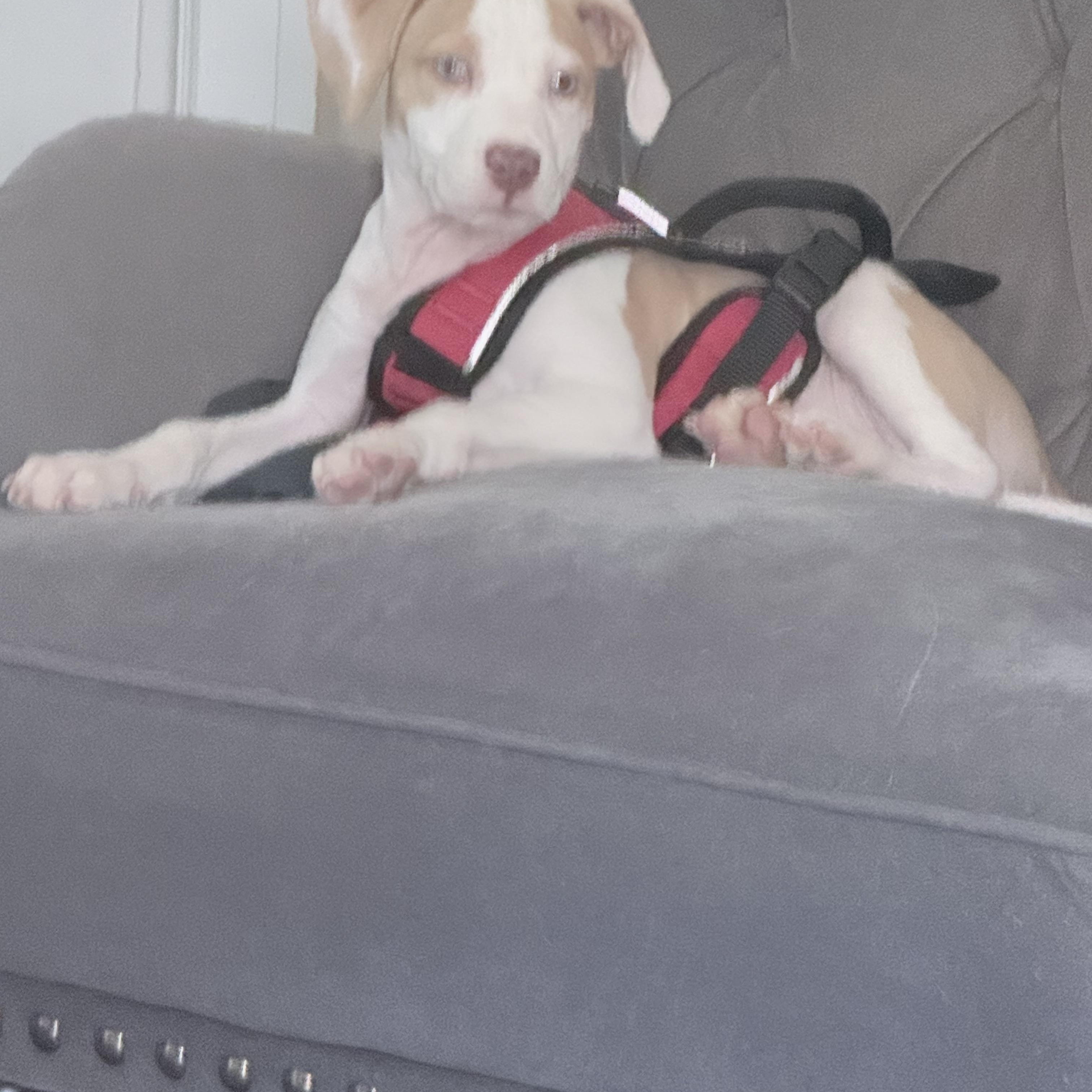 Muchi, a Adoptable mixed breed in Chicago , IL image 6/6
