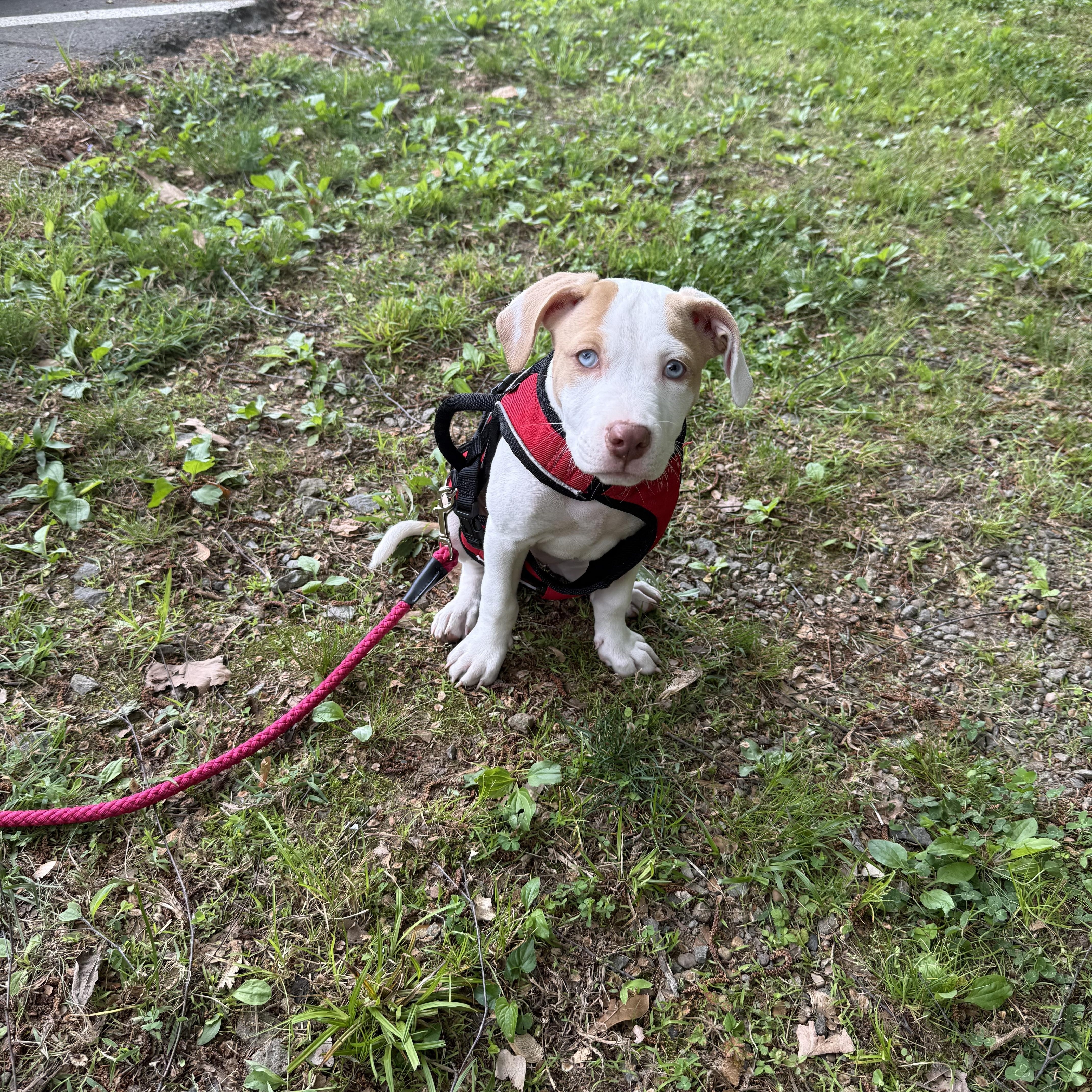 Muchi, a Adoptable mixed breed in Chicago , IL image 3/6