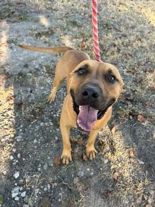 Curry, Adoptable, Young Male Labrador Retriever.