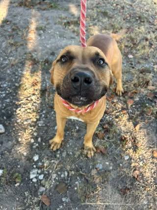 Enlarge Curry, a Adoptable Labrador Retriever in Rowlett, TX image 2/3