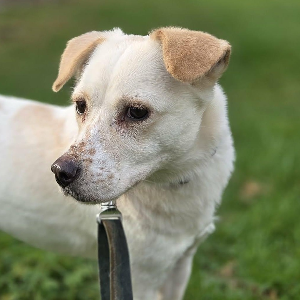Enlarge Dalsoon-Sweetest,Loving Girl. 26 lbs., a ADOPTABLE mixed breed in Elma, WA image 1/3