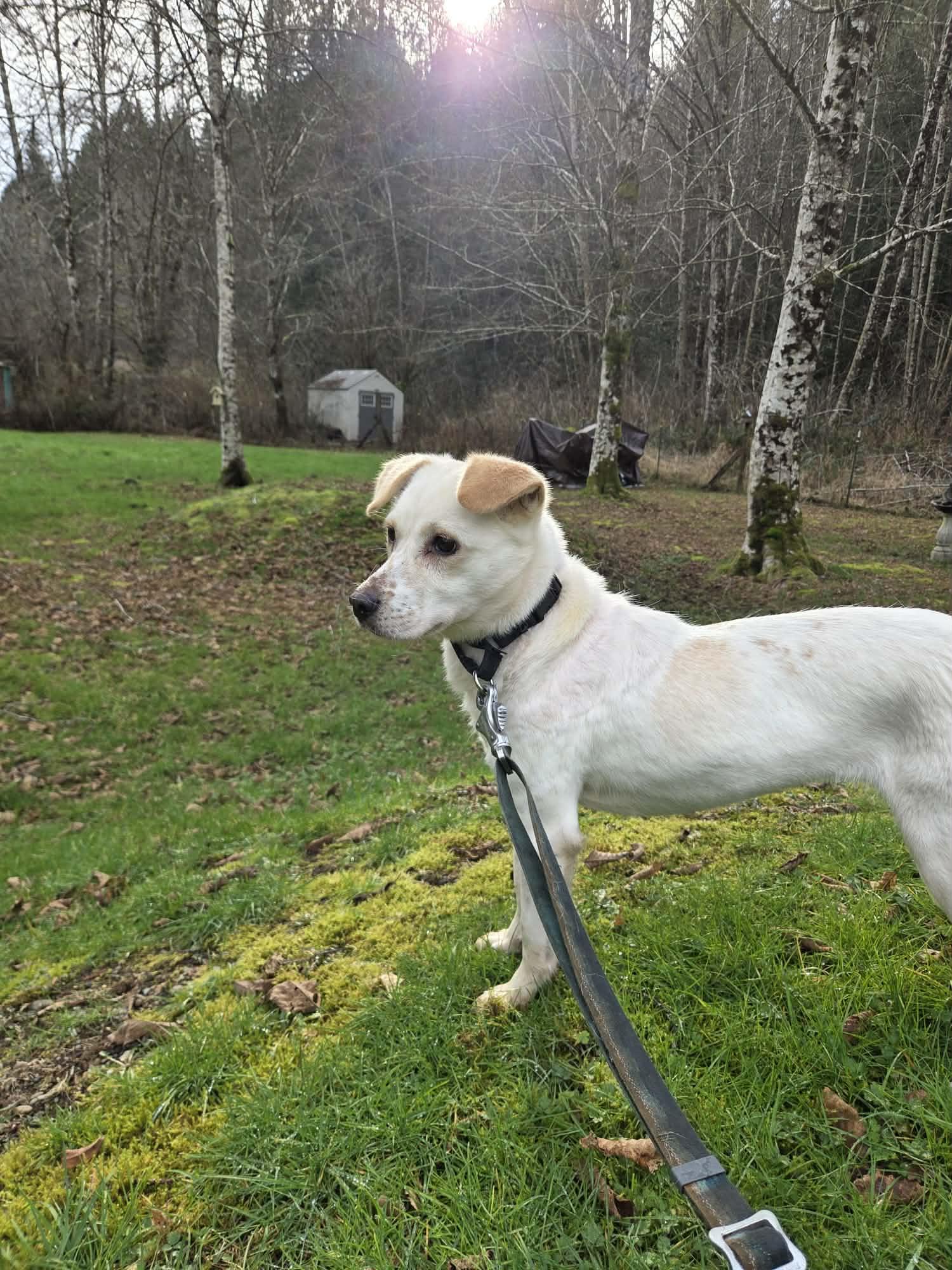 Enlarge Dalsoon-Sweetest,Loving Girl. 26 lbs., a ADOPTABLE mixed breed in Elma, WA image 3/3